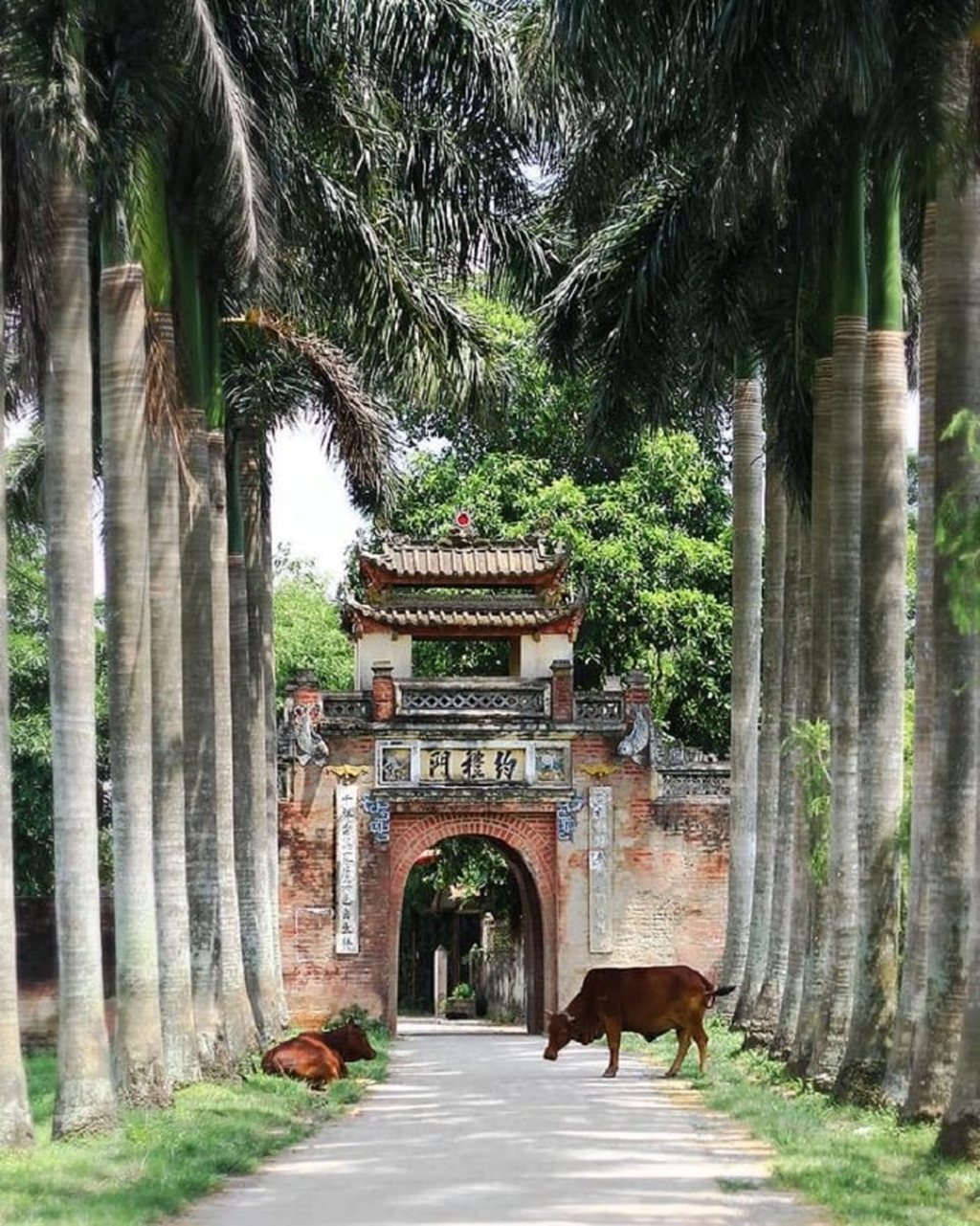 Cổng làng cổ với hàng cau vút cao và hai con bò trên đường làng